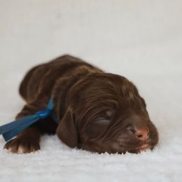 HoneyCrisp (Honey) - Phantom female Goldendoodle puppy in Holly Springs, Georgia from Libby Lou’s Goldendoodles