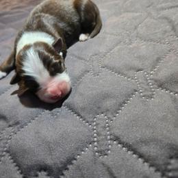 Goblin - Red tri-color male Australian Shepherd puppy in Abilene, Texas from S&K Aussies N' Rotties