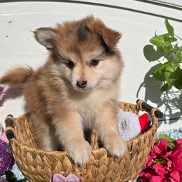 Toby - Merle male Pomsky puppy in Elgin, Oregon from Kenna'z Kuddly Pomskiez