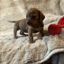 Ella - Brindle female Dachshund puppy in Richmond, Virginia from Paw Prints