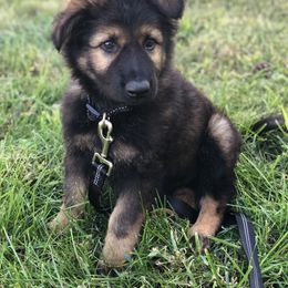 German Shepherd Puppies from Journey's German Shepherds (Kennel Vom Himmel)