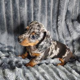 HARLEY - Dapple male Dachshund puppy in Swink, Oklahoma from Palali Farm