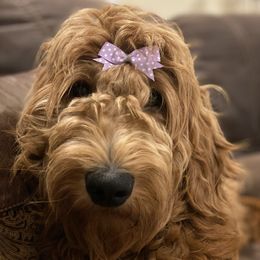 Brooke - Goldendoodle