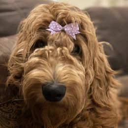Brooke - Goldendoodle
