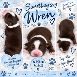 Wren - Red tri male Miniature Australian Shepherd puppy in Covington County, Alabama from Sweetbay Aussies/ Miniature American Shepherds