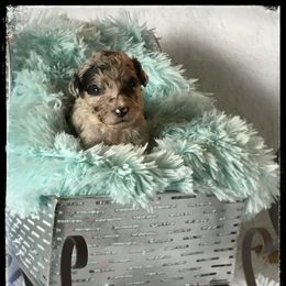 Aussiedoodle and Australian Shepherd Puppies from Dunroamin Farms Australian Shepherds and Aussiedoodles