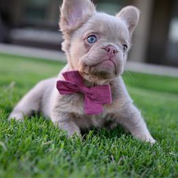 OPAL - Tricolors female French Bulldog puppy in Blue Ridge, Texas from Beason’s HomeGrown Frenchies