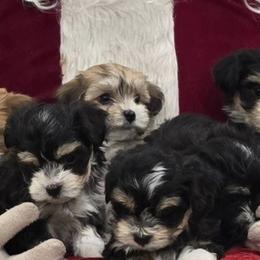 Havanese from Jodi Welscott