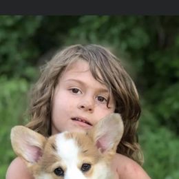 Pembroke Welsh Corgi Puppies from Cadenza Corgis