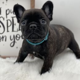 Boy 1 - French Bulldog puppy from Big Daddy Frenchies