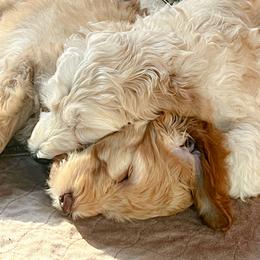 Goldendoodle Puppies from Lundee Doodles