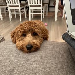 Goldendoodle All Grown Up from Goldendoodle AZ
