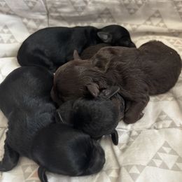 Schnoodle puppies from Marlen Poodles&Doodles