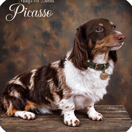Picasso - Dachshund