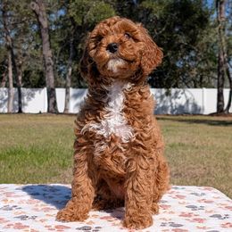 Delight - Goldendoodle puppy from Bundle of Joy Doodles