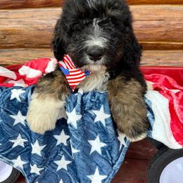 Red Male - Tri-color male Bernedoodle puppy in Priest River, Idaho from HooDoodles