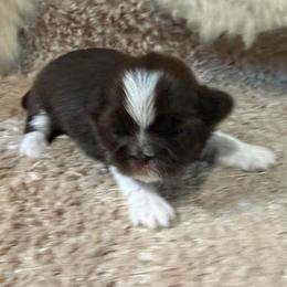 Chocolate and white girl - Liver and white female Shihpoo puppy in Newark, Ohio from Gemini Kennels