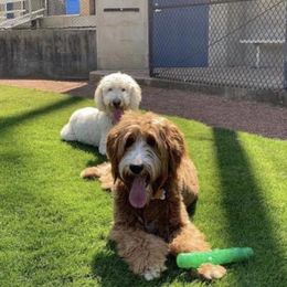 Bernedoodle and Goldendoodle All Grown Up from Jefferson Doodles