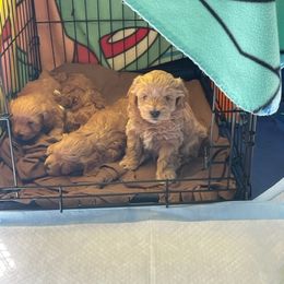 Maltipoo Puppies from Piper N Penny