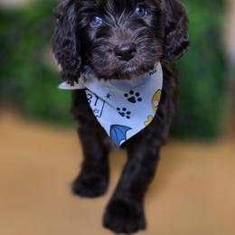 Dairy - Phantom male Goldendoodle puppy in Decatur, Tennessee from Diamond's Doodles