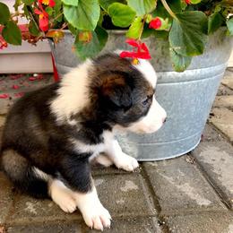 Border Collie Puppies from HC Kennels