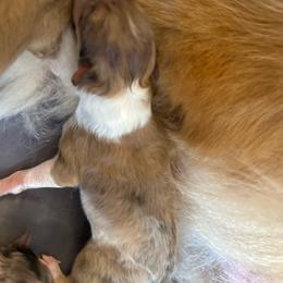 Merle sable girl - Sable merle female Collie puppy in Abilene, Texas from Regal Lassie's