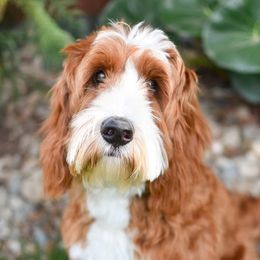 Abbie - Australian Labradoodle
