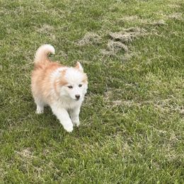Barkley - Red and white male Pomsky puppy in Bucyrus, Missouri from Hill Top Pomskies