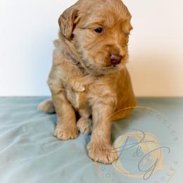 Blanche (purple collar) - Apricot female Goldendoodle puppy in Murrieta, California from Apricot Poodles & Goldendoodles, LLC