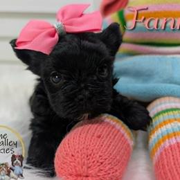 Tiny Tia-Fanny - Parti female Yorkshire Terrier puppy in Austin, Texas from Rhine Valley Yorkies