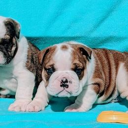 Bulldog and Miniature Australian Shepherd Puppies from RKC English Bulldogs and Mini Aussies