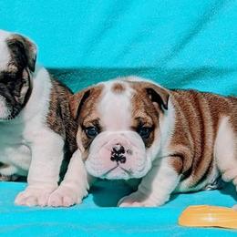 Bulldog and Miniature Australian Shepherd Puppies from RKC English Bulldogs and Mini Aussies