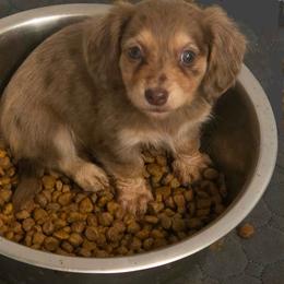 Calypso - Chocolate and cream female Dachshund puppy in Willard, Utah from Simply Sharing Love