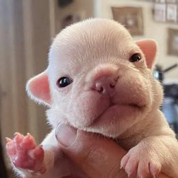 Beth - White female Bulldog puppy in Seneca, South Carolina from Burrell’s Bulldog Kingdom