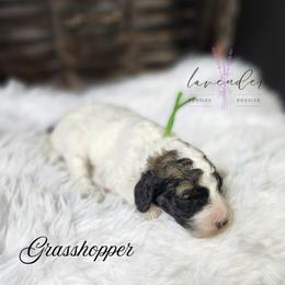 Grasshopper - Sable and white male Cockapoo puppy in Mancelona, Michigan from Lavender poodles & doodles