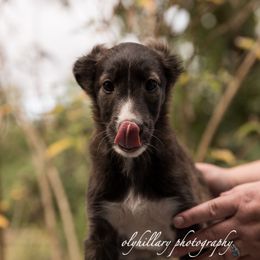 Silken Windhound Puppies from Amethyst Silken Windhounds