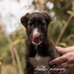 Silken Windhound Puppies from Amethyst Silken Windhounds