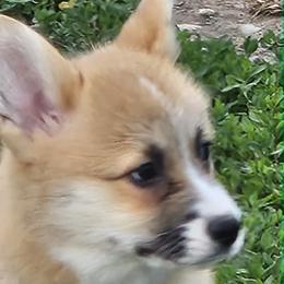 Girl 2 - Red female Pembroke Welsh Corgi puppy in Grand Ledge, Michigan from Denise Hawkins' Corgis, Swedish Vallhunds