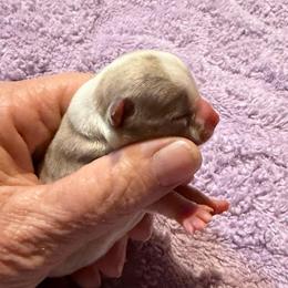Tempest - Merle female Chihuahua puppy in Seneca, Missouri from Stephanie’s Puppy Colony