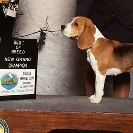 Beagles from Carol's Beagles