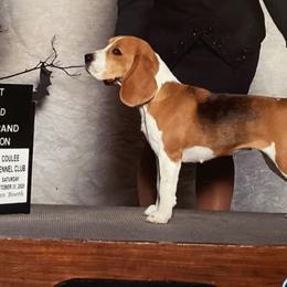 Beagles from Carol's Beagles