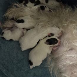 Yorkshire Terrier Puppies from Cristy’s Yorkies