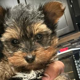 Poodles, Yorkipoos, and Yorkshire Terriers from Top Notch Pupz
