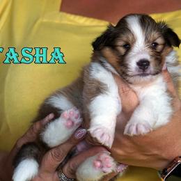 Tasha - sable and white female - Sable and white female Shetland Sheepdog puppy in Frazeysburg, Ohio from Mountain High Kennels