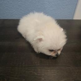 Little Bo Peep - Cream female Pomeranian puppy in Texas from Ruby's Poms
