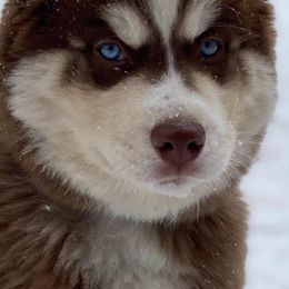 Siberian Husky Puppies from Xk siberians