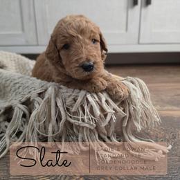 Grey Collar - Slate - Apricot male Goldendoodle puppy in West Chester, Ohio from Doodles of West Chester