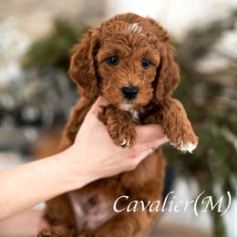 Cavalier - Red  male Goldendoodle puppy in Acton, Maine from Silver Pines Pups