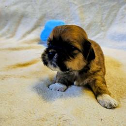 Rowan - Red gold male Lhasa Apso puppy in Hillsboro, Oregon from Luv-N-Laughter Lhasa Apsos