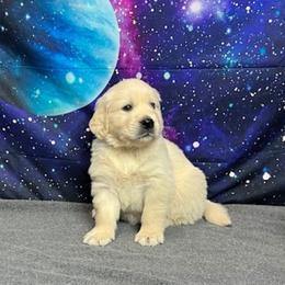 Comet - Light golden male Golden Retriever puppy in Adair, Oklahoma from Rejoice Retrievers
